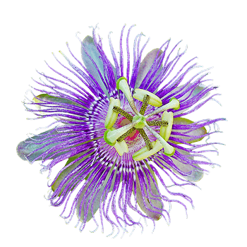 Polvere di fiori d'ibisco